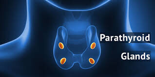 ParaThyroid Glands